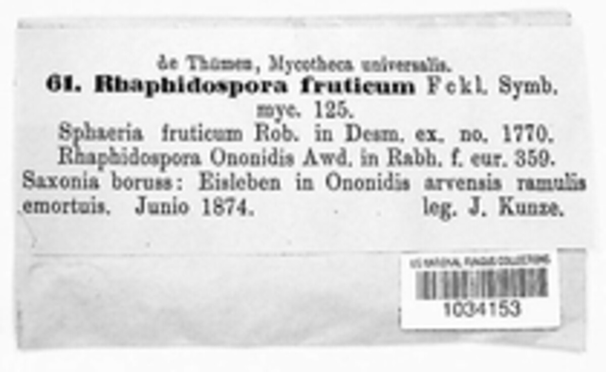 Rhaphidospora fruticum image